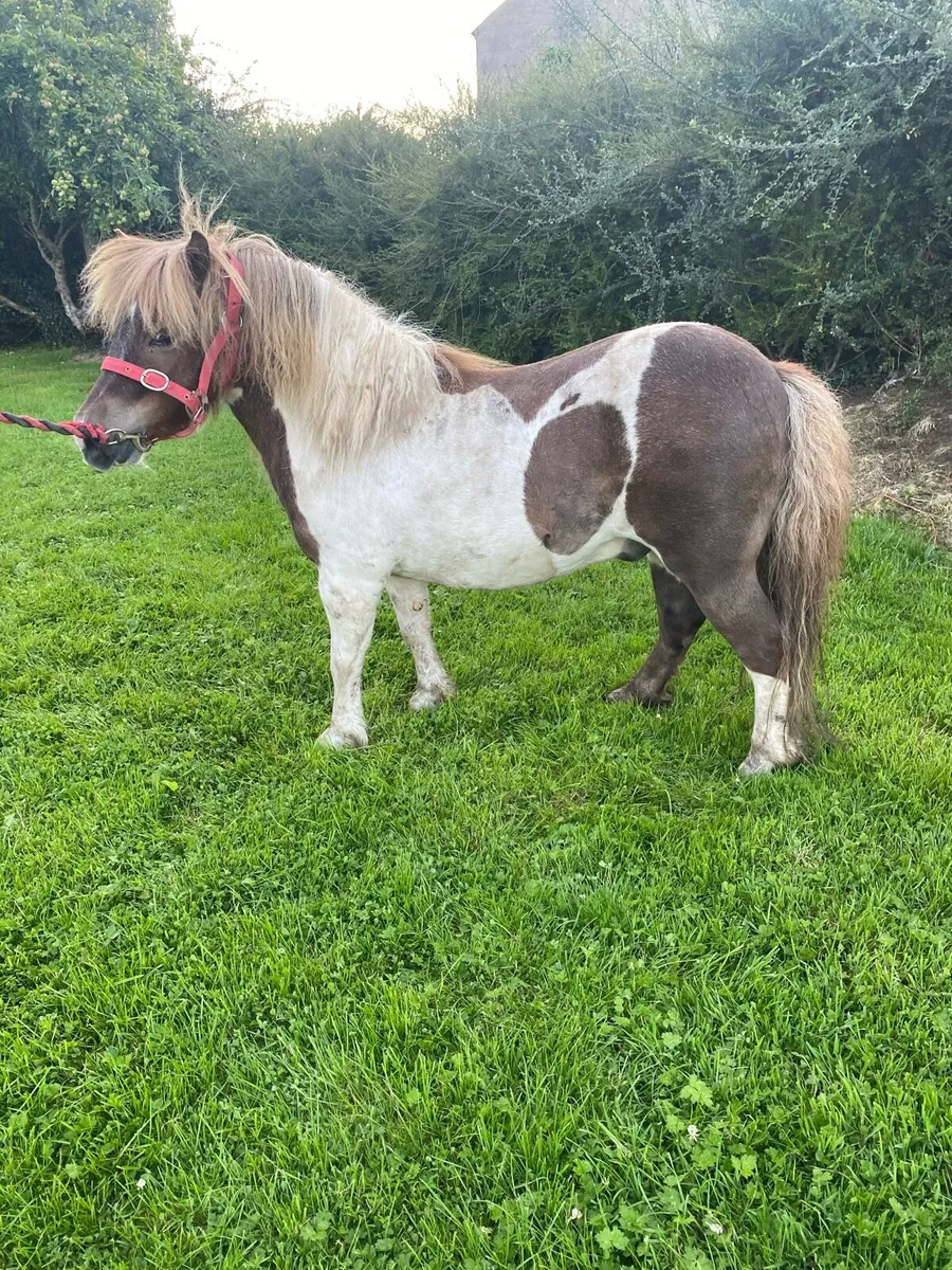 Skewbald Shetland gelding - Image 3