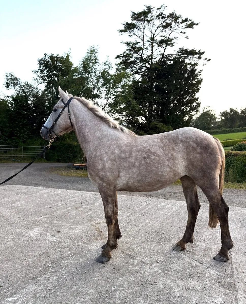 Irish Draught Filly - Image 2