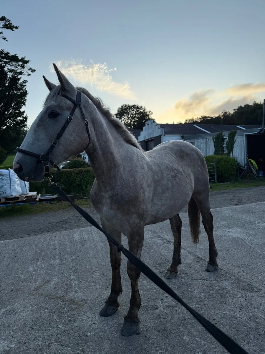 Irish Draught Filly - Image 4