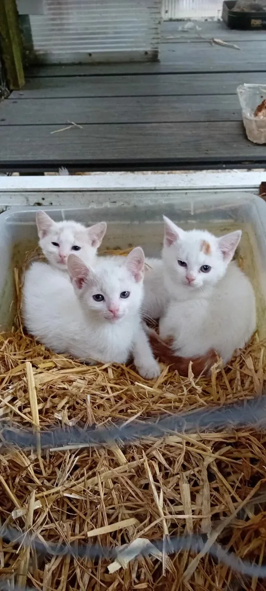 Kittens - Image 1
