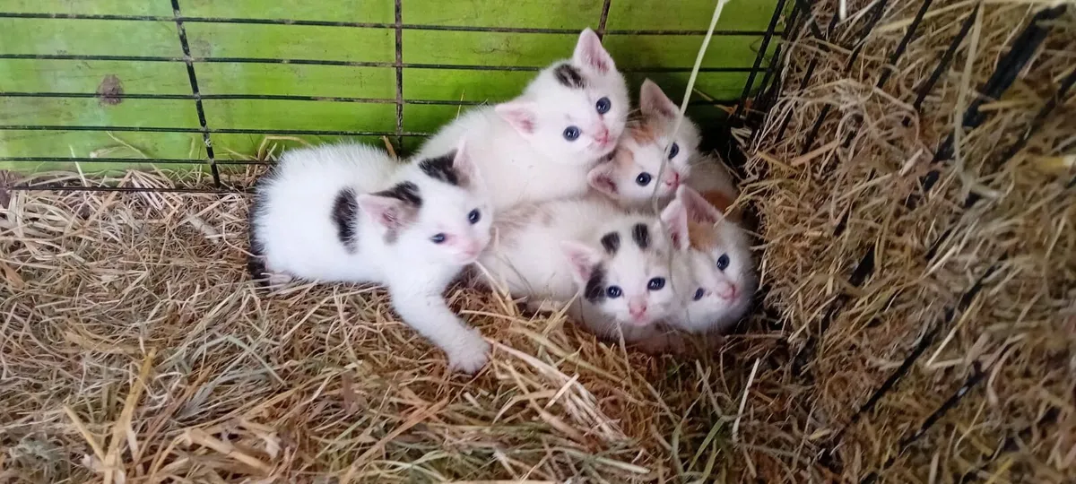 Kittens - Image 2
