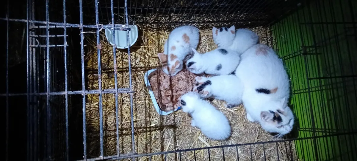 Kittens - Image 3