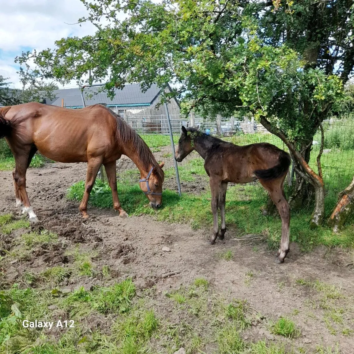 TB mare for sale - Image 2