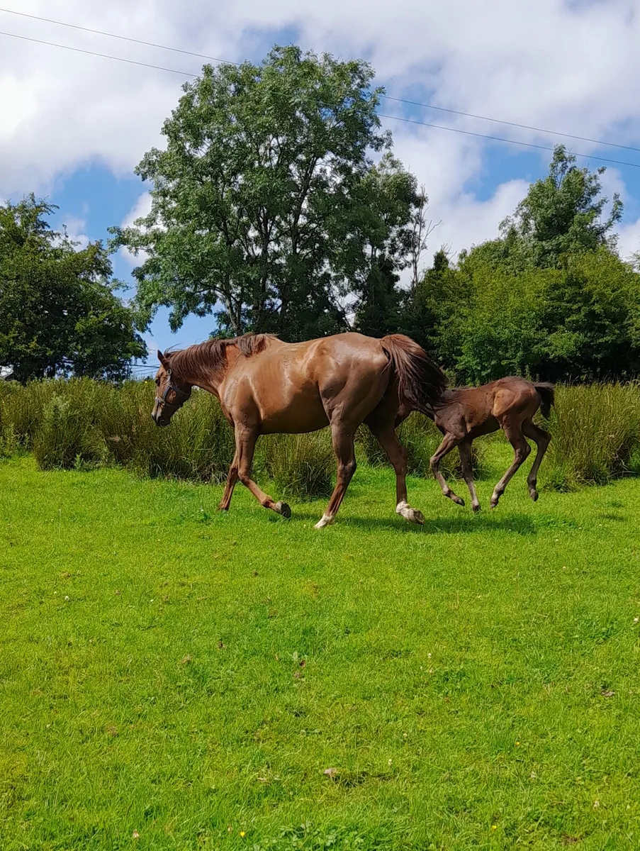 TB mare for sale - Image 1