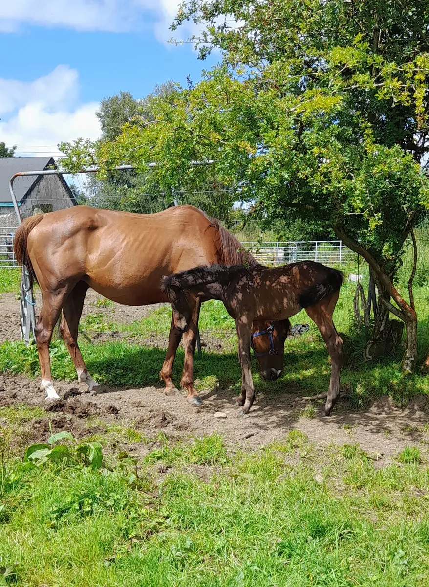 TB mare for sale - Image 3
