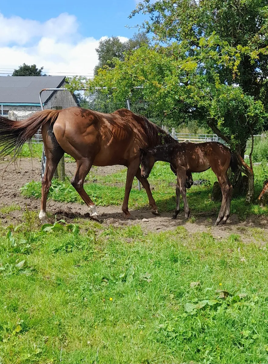 TB mare for sale - Image 4