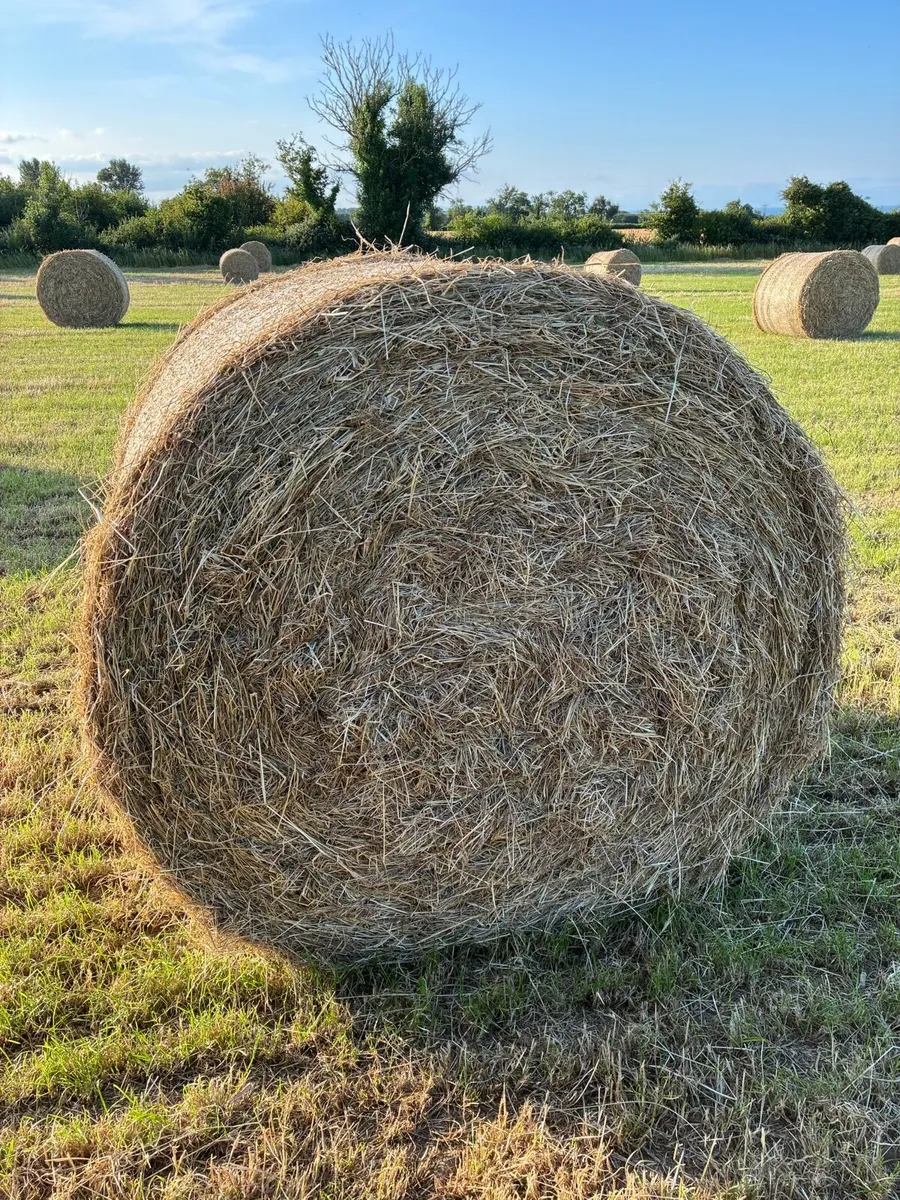 2025 Hay - Image 1