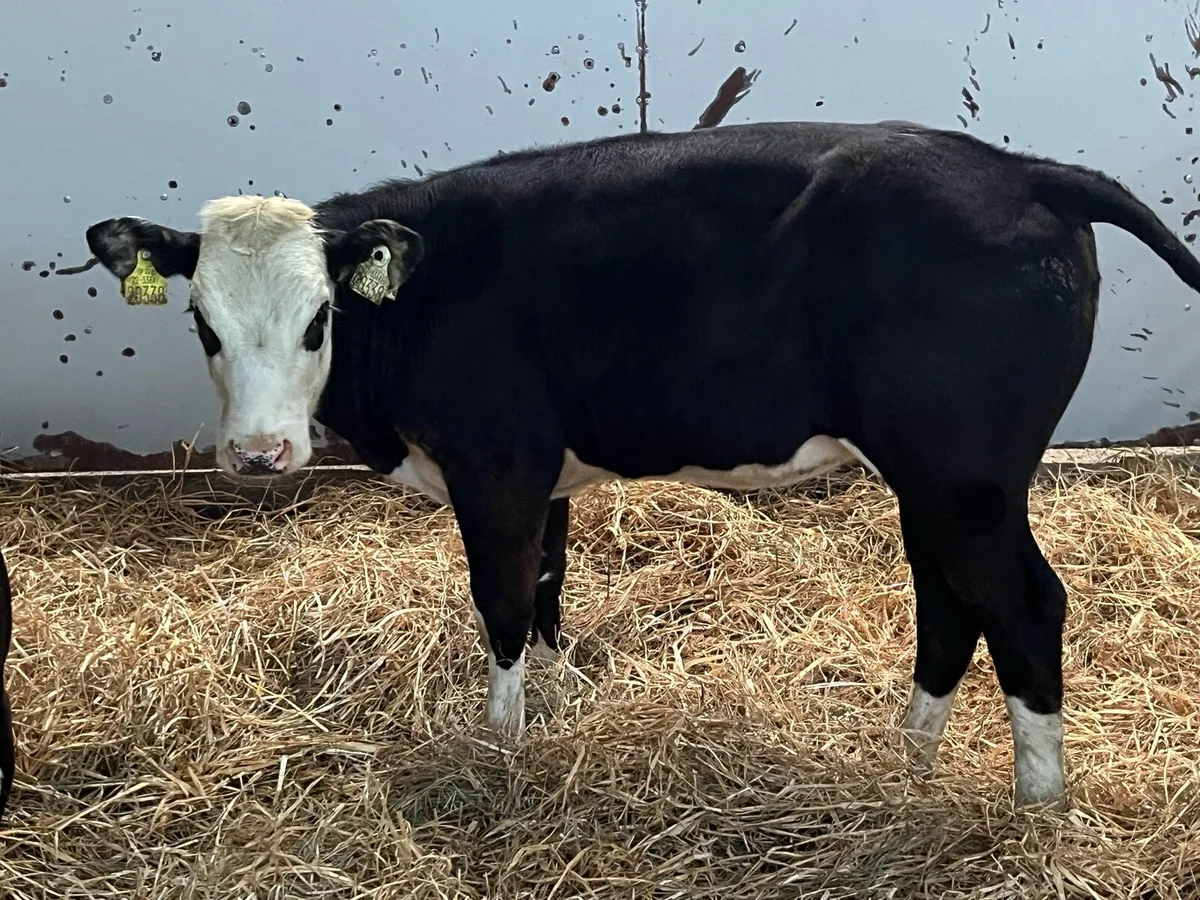 Super Hereford Heifer Weanlings - Image 1
