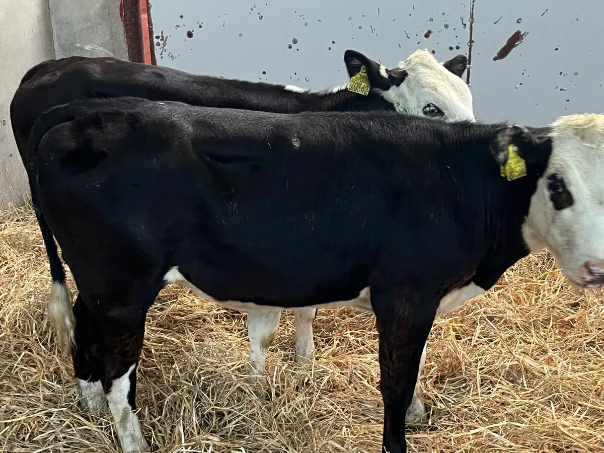 Super Hereford Heifer Weanlings - Image 2