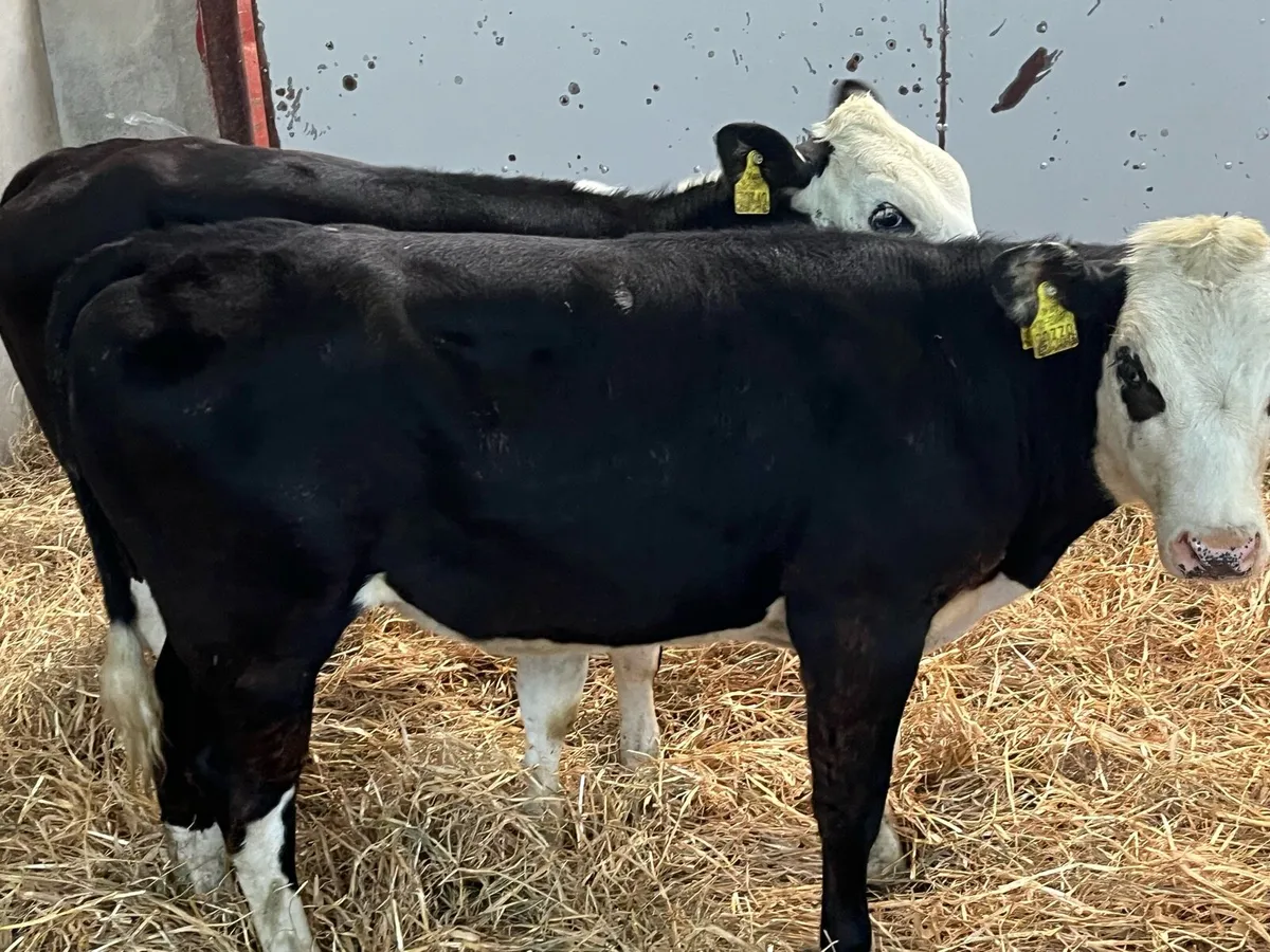 Super Hereford Heifer Weanlings - Image 3