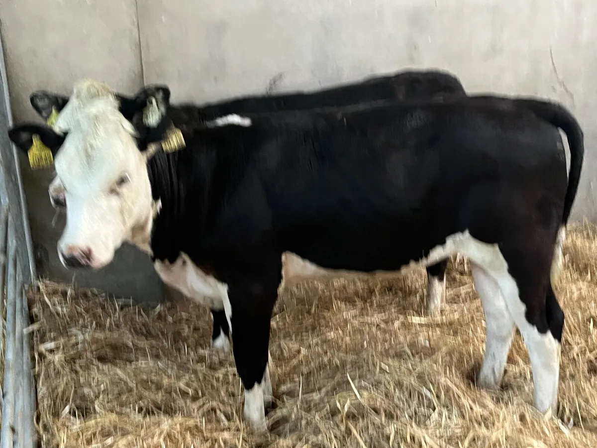 Super Hereford Heifer Weanlings - Image 4