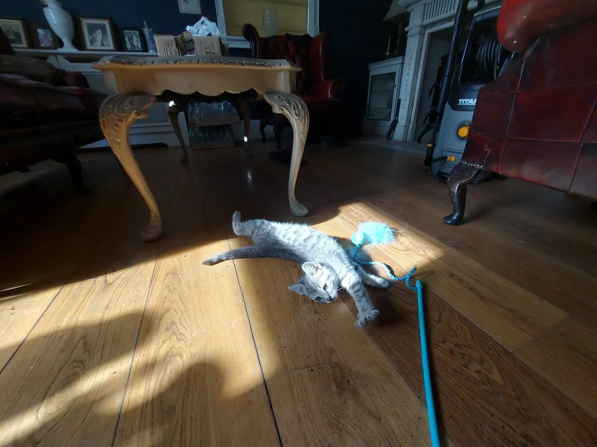 Kitten - Image 2