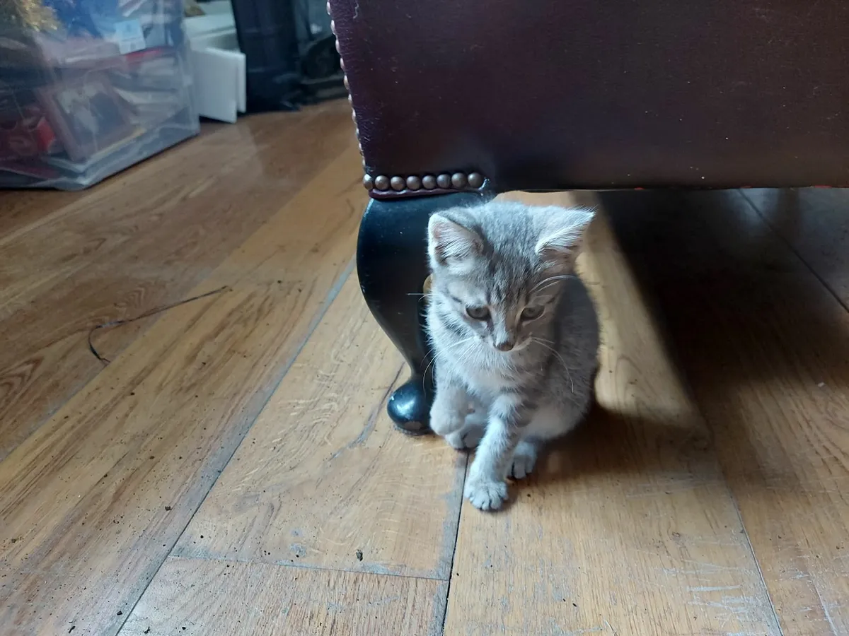 Kitten - Image 3