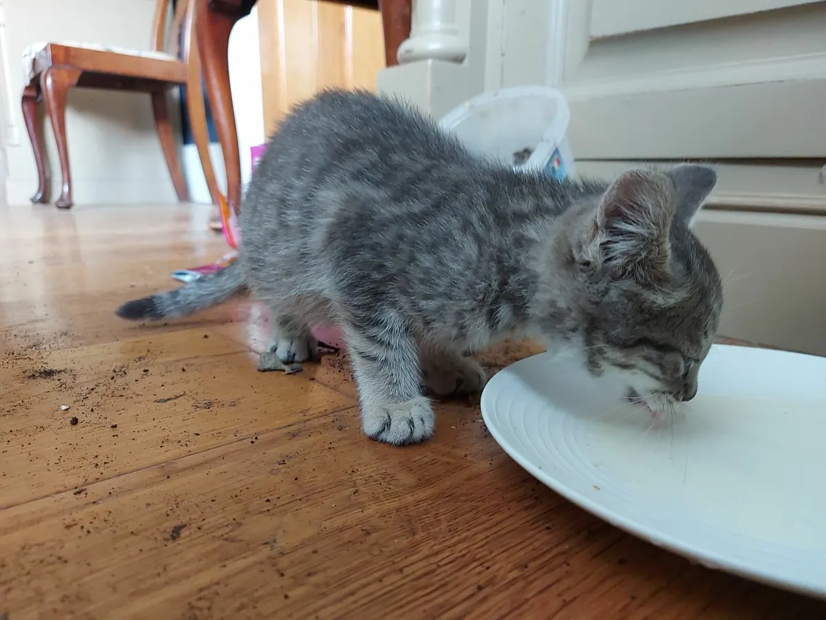 Kitten - Image 4