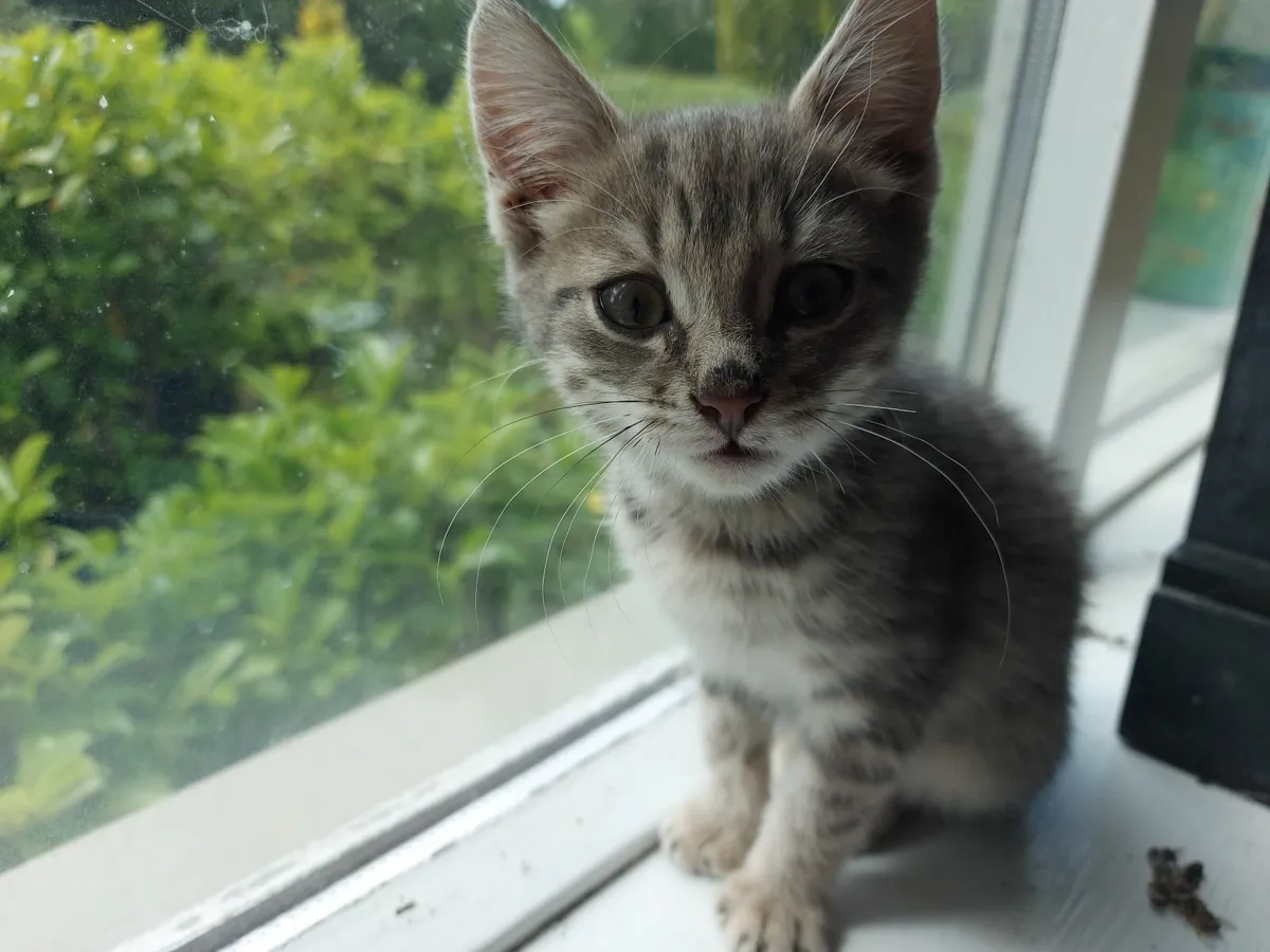 Kitten - Image 1