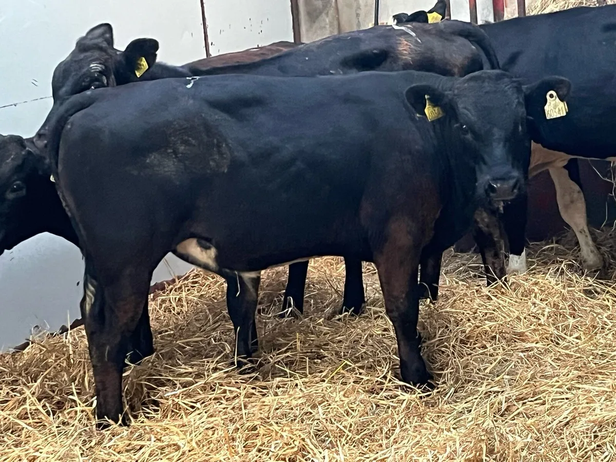 Serious R Grade 260Kg Bull Weanlings - Image 1
