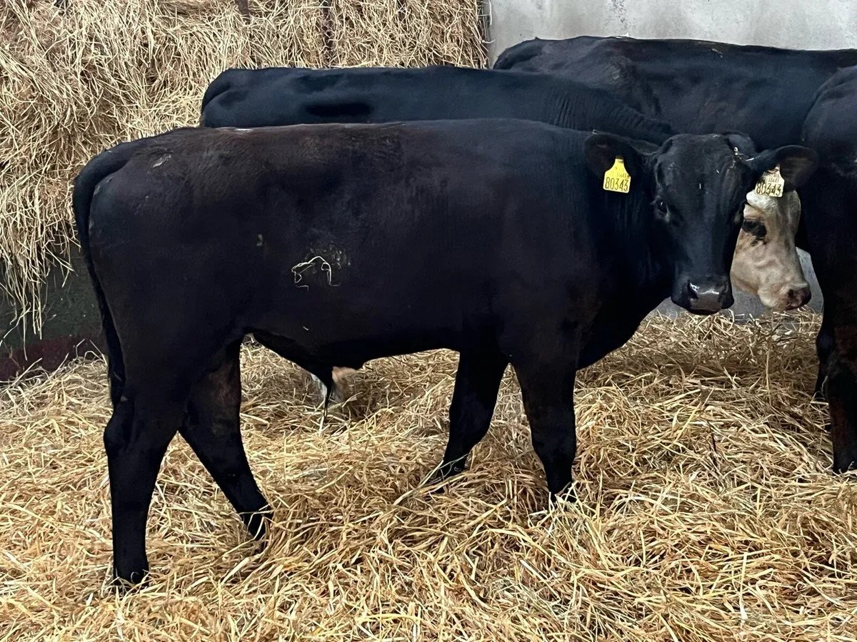 Serious R Grade 260Kg Bull Weanlings - Image 2