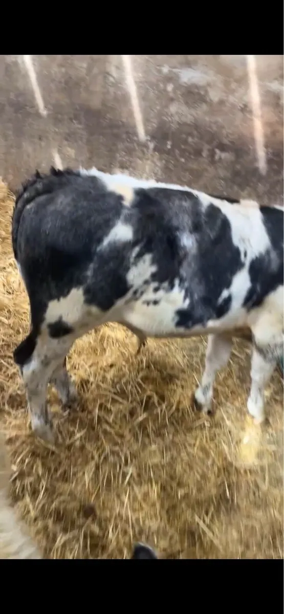 6 BB reared lumps - Image 3