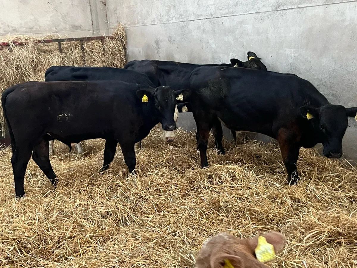 Serious R Grade 260Kg Bull Weanlings - Image 3