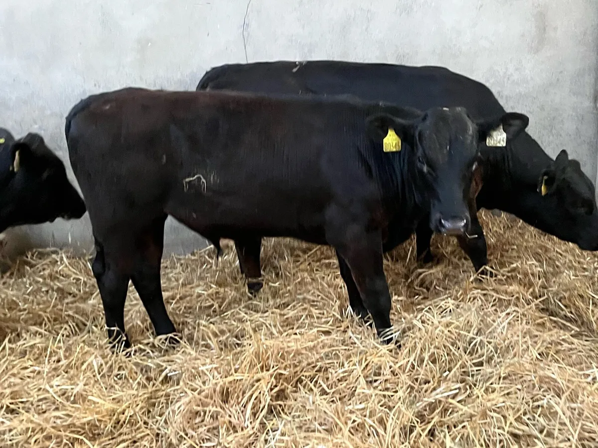 Serious R Grade 260Kg Bull Weanlings - Image 4