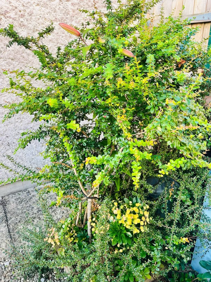 Two bushes in the wood pot - Image 1
