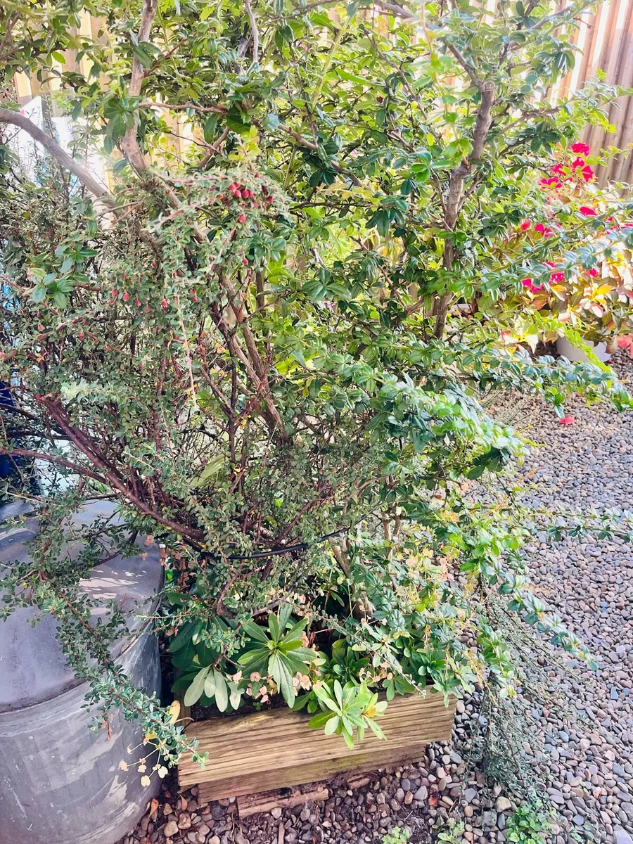 Two bushes in the wood pot - Image 2