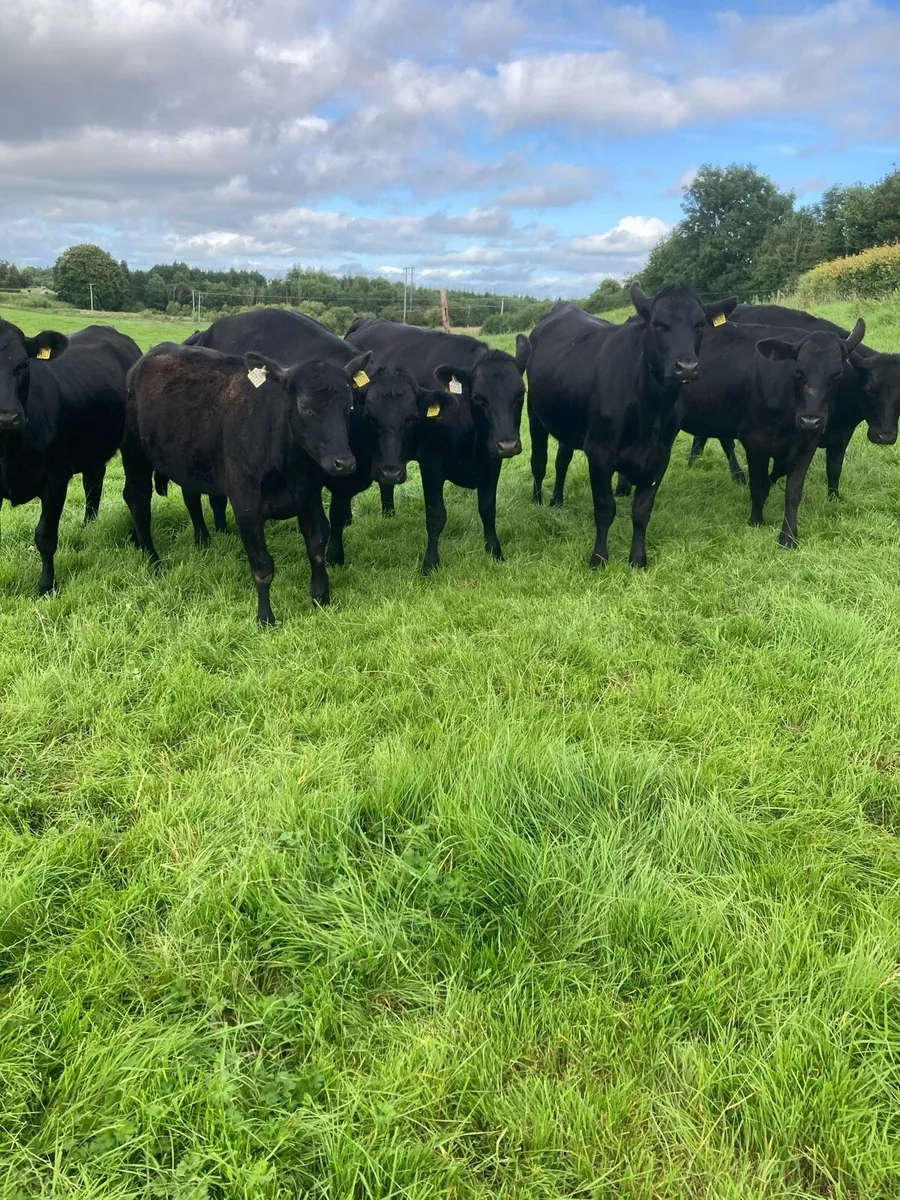 10 Aberdeen Angus Super Heifers - Image 1