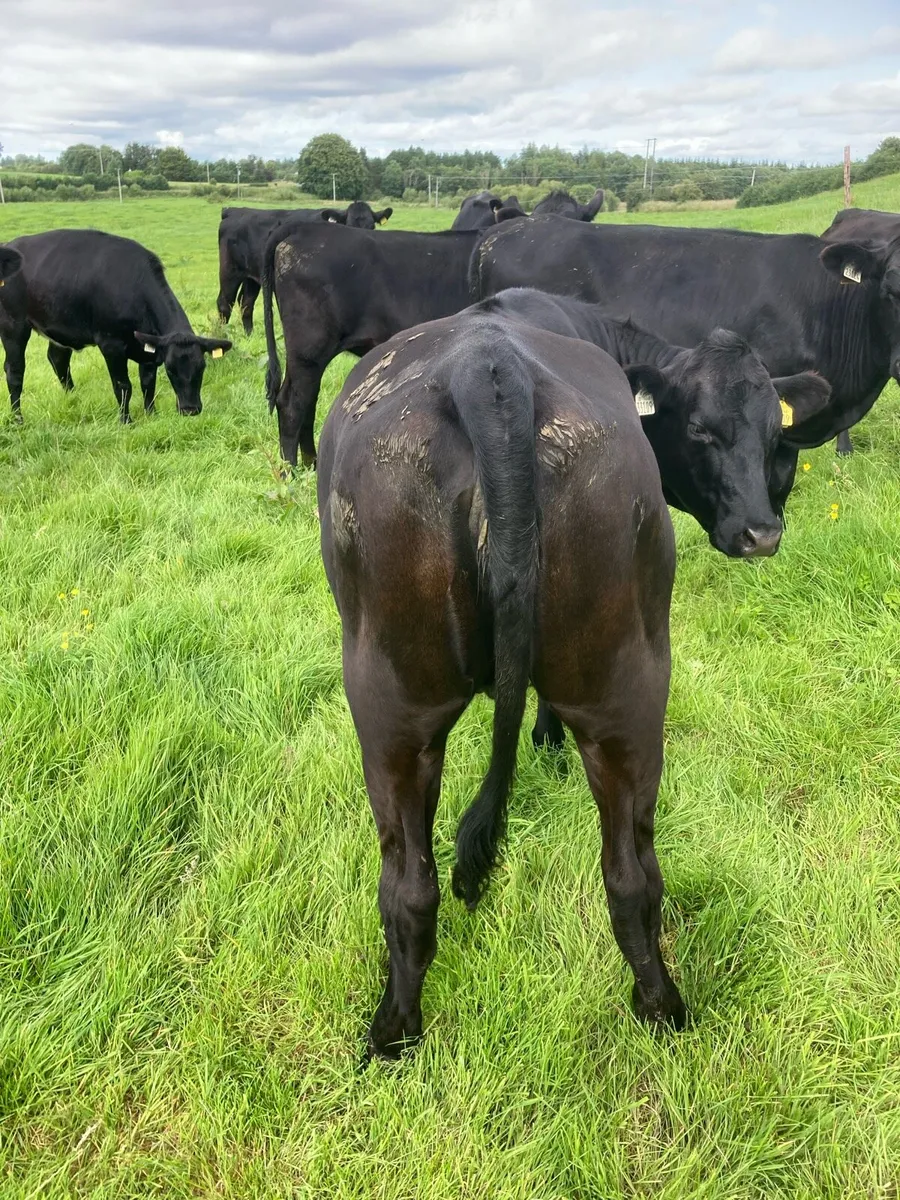 10 Aberdeen Angus Super Heifers - Image 2