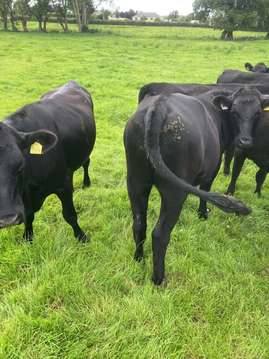 10 Aberdeen Angus Super Heifers - Image 3