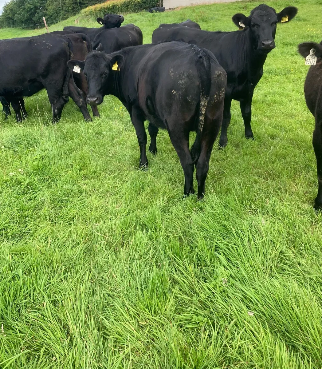 10 Aberdeen Angus Super Heifers - Image 4