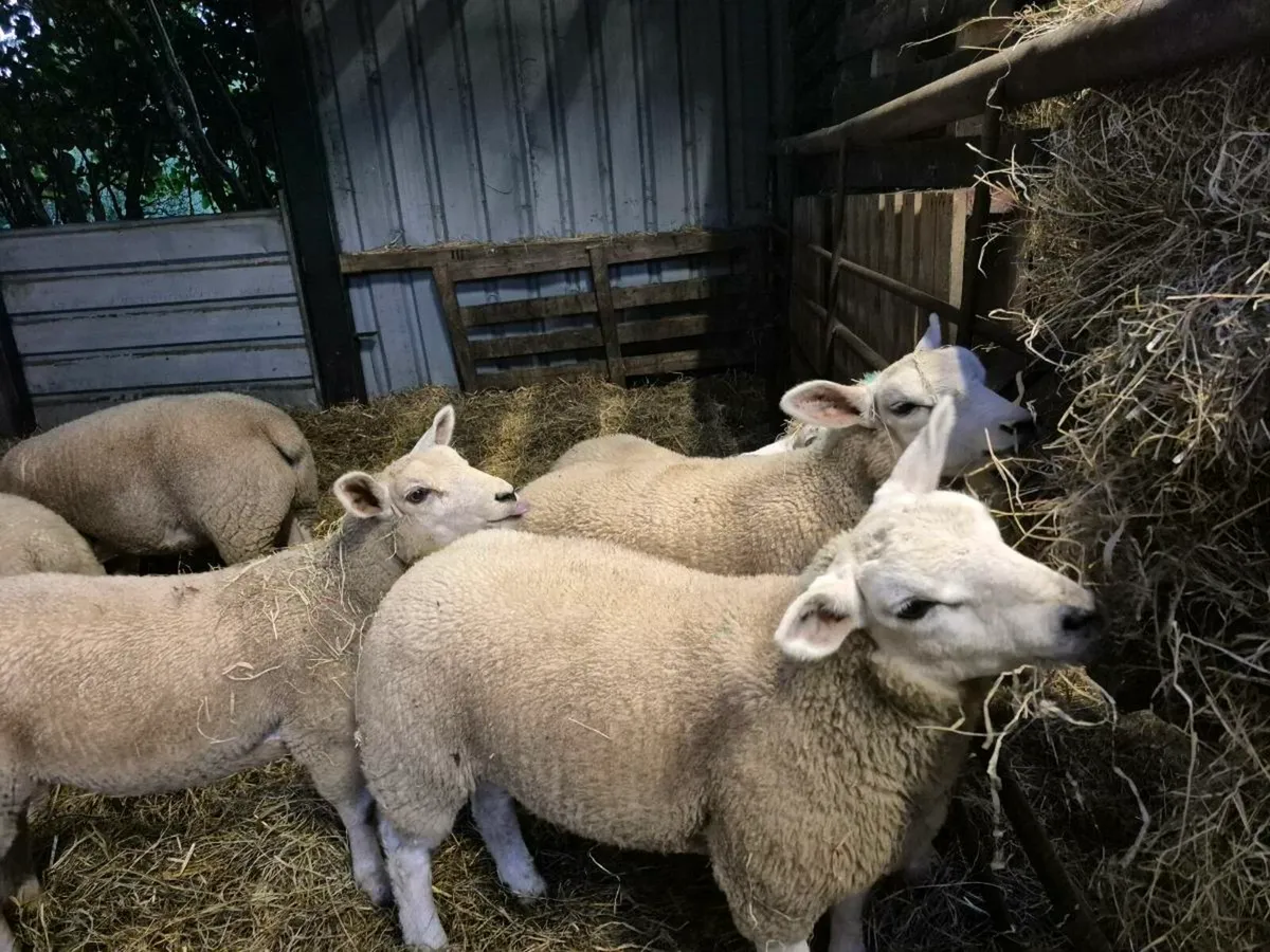 Store lambs - Image 1