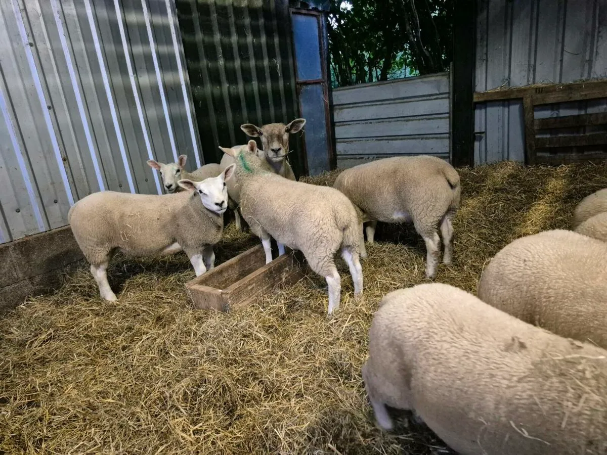 Store lambs - Image 2