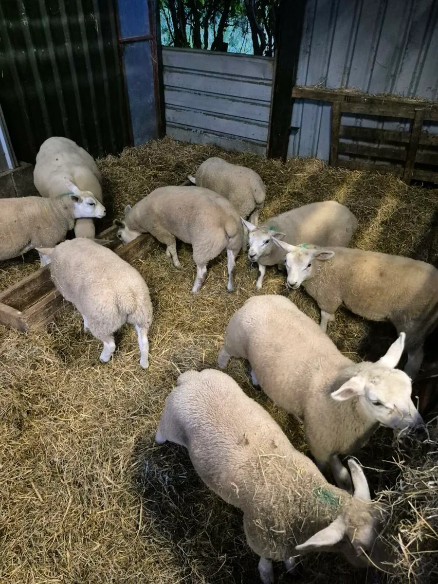 Store lambs - Image 3
