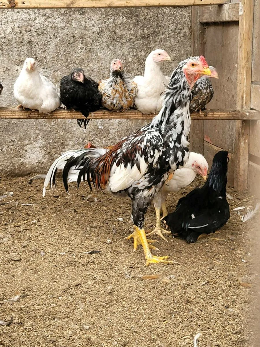 Shamo - Image 1