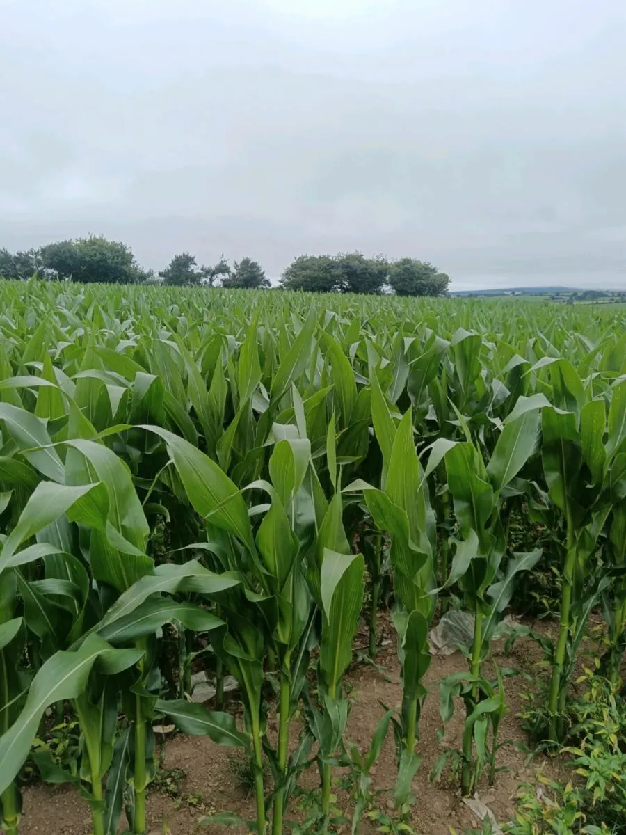 Maize - Image 1
