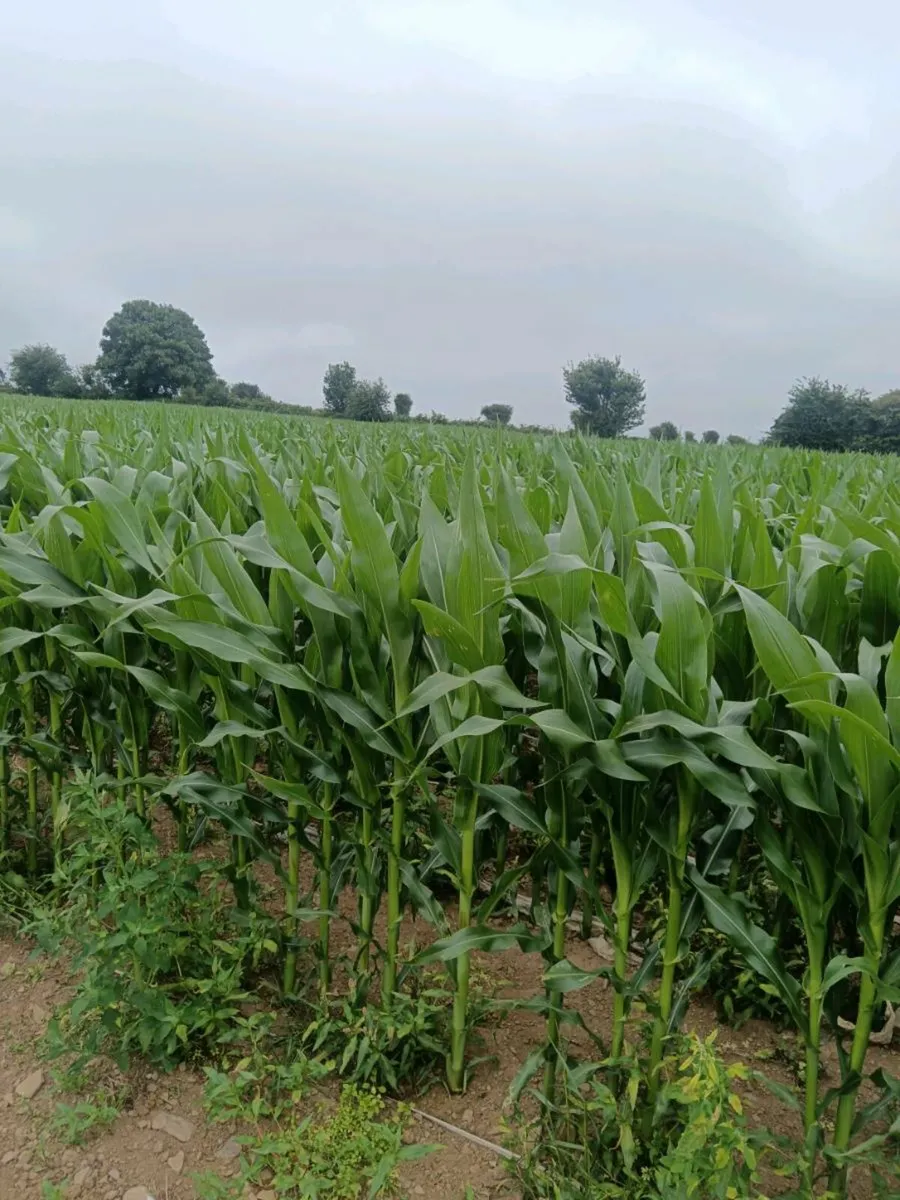 Maize - Image 2