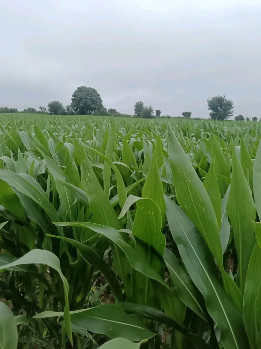 Maize - Image 3