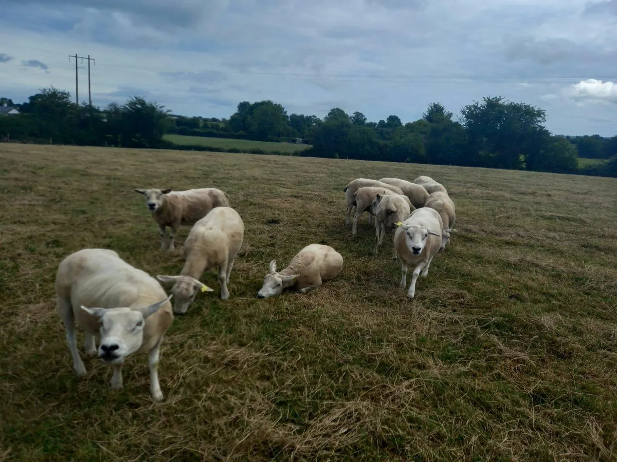 Breeding Ewes for sale - Image 1