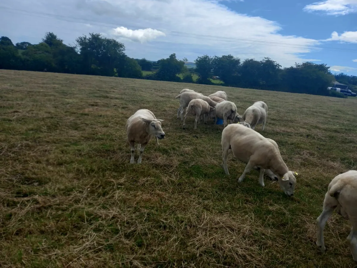 Breeding Ewes for sale - Image 2