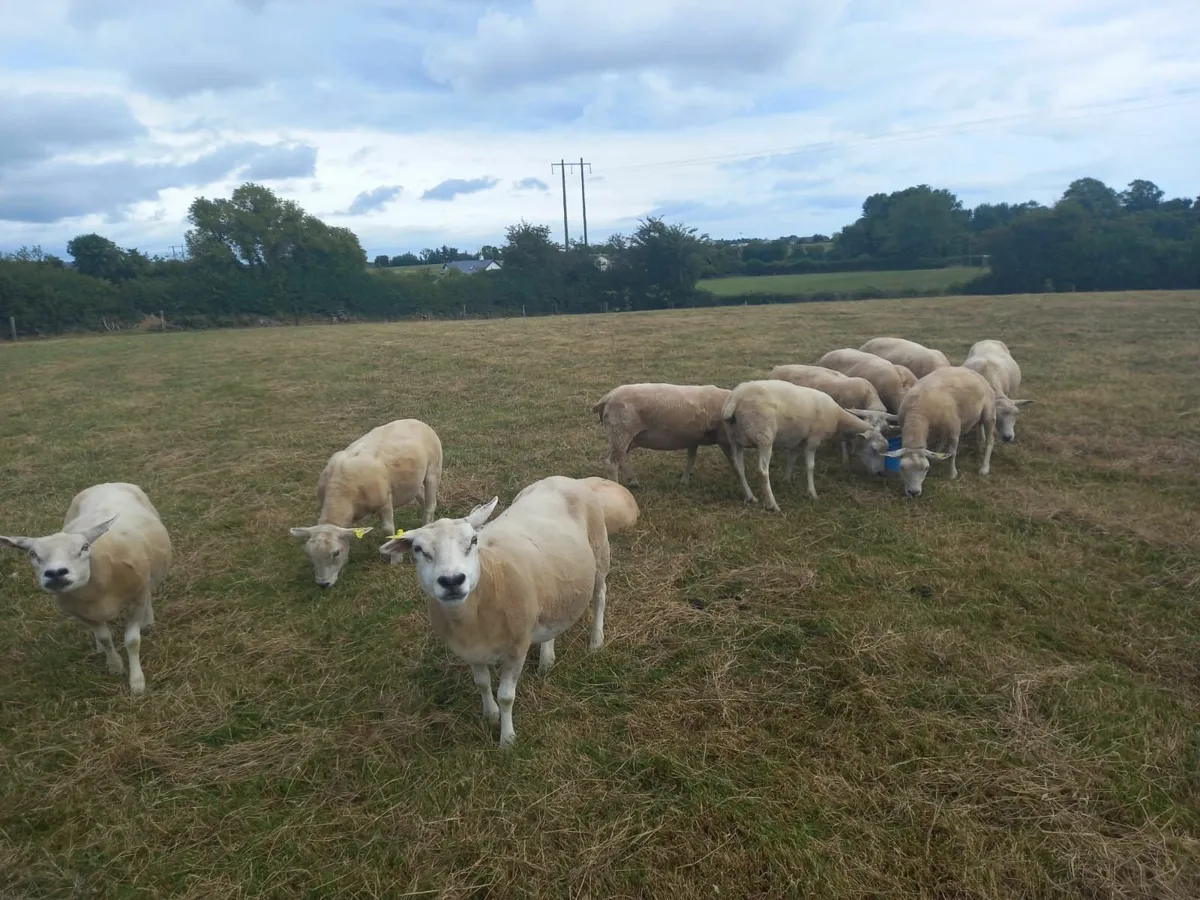 Breeding Ewes for sale - Image 3
