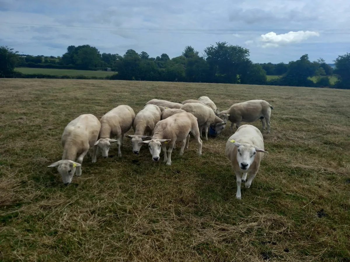 Breeding Ewes for sale - Image 4