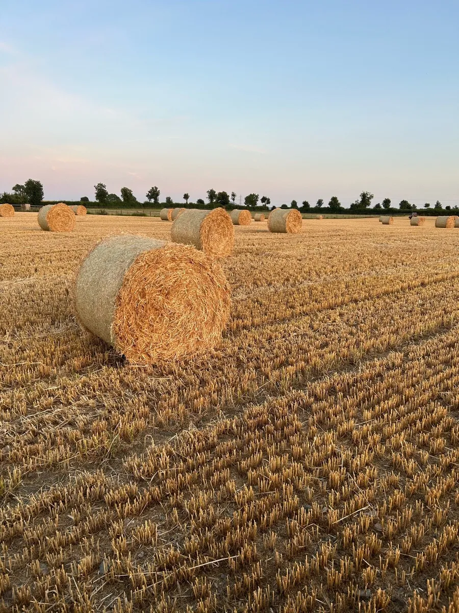 Barley Straw - Image 1