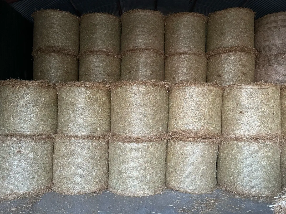 Barley Straw - Image 2