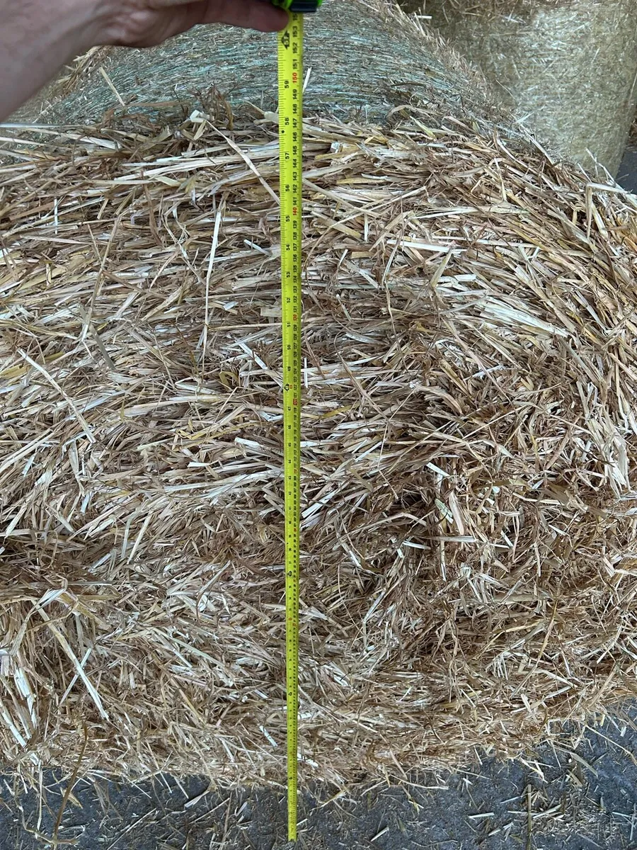 Barley Straw - Image 3