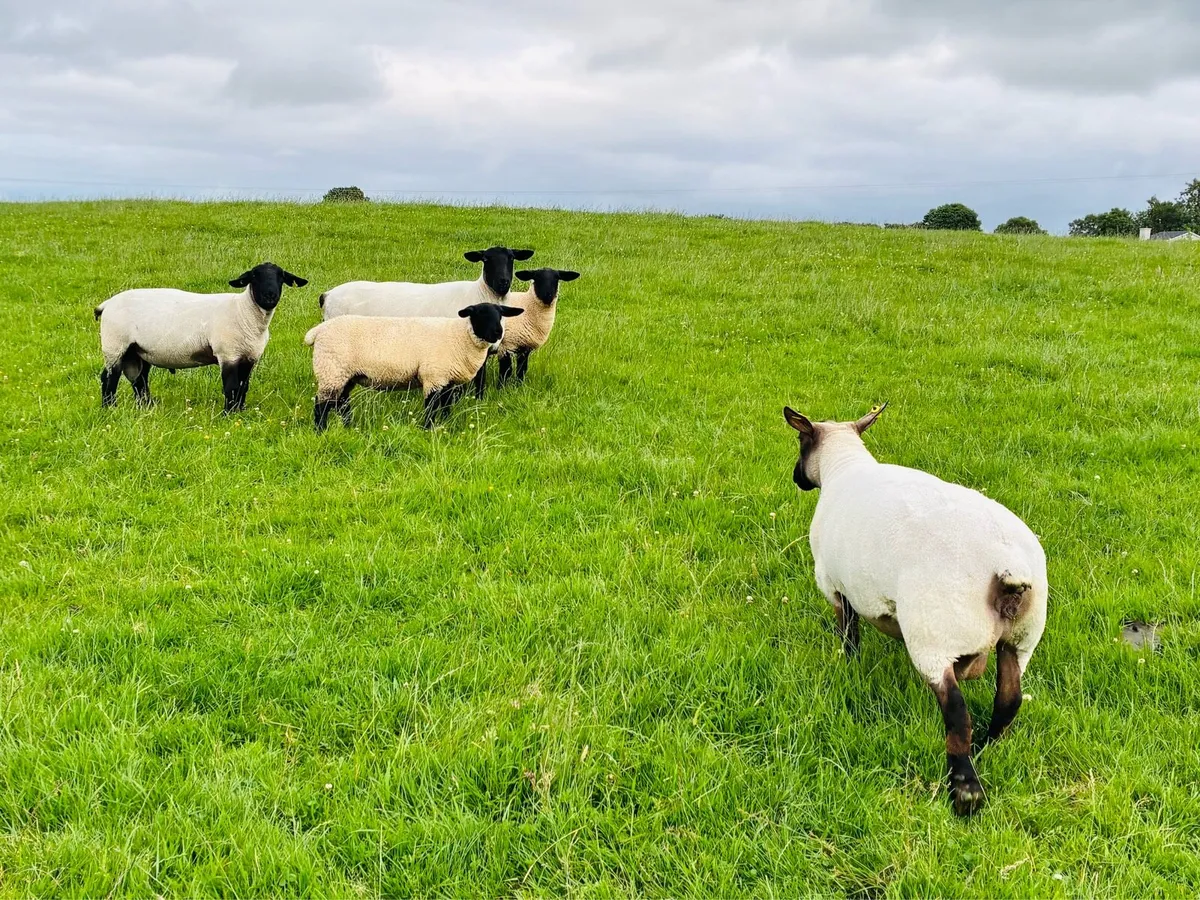 5 Super ewe lambs - Image 1