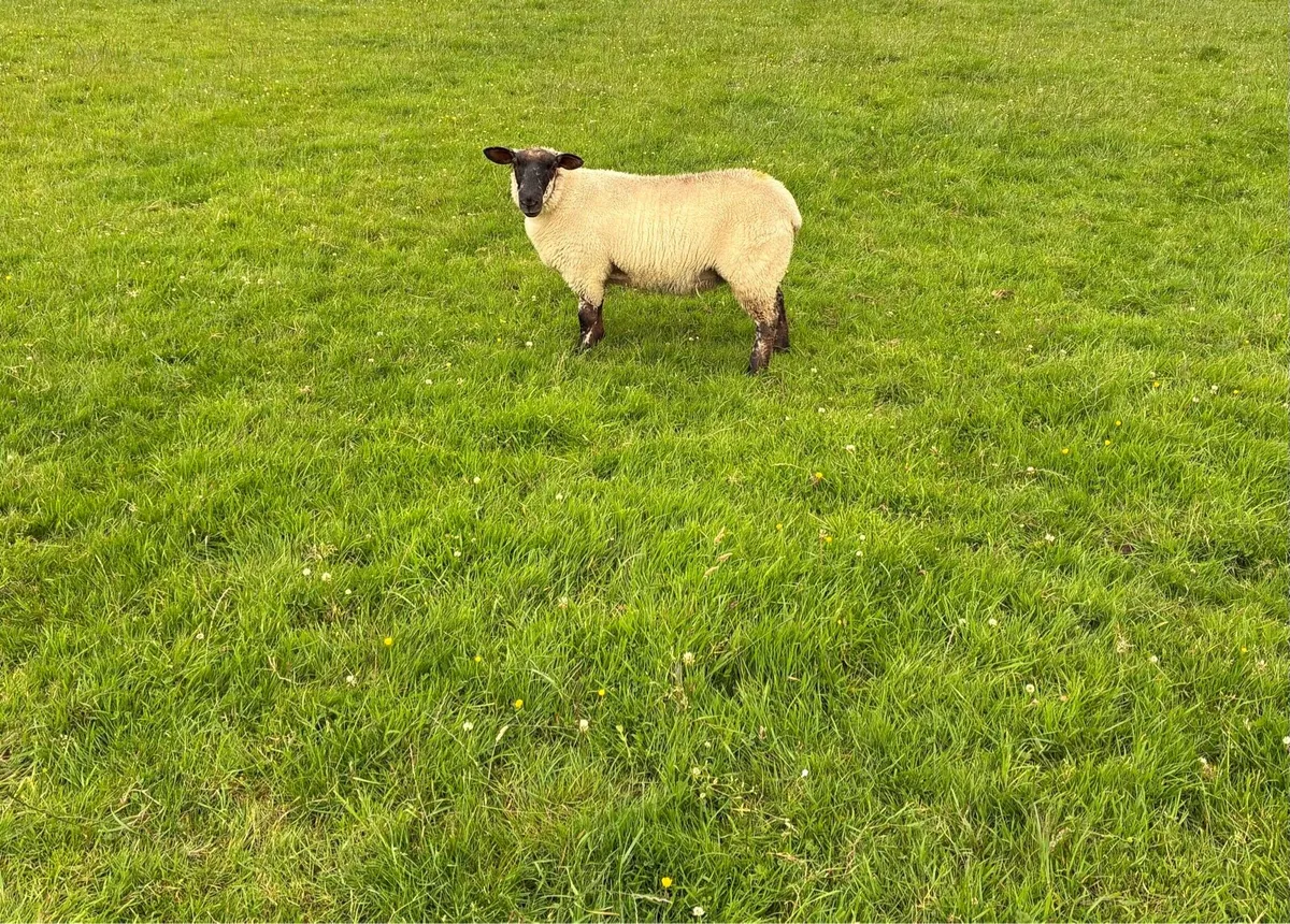 5 Super ewe lambs - Image 3