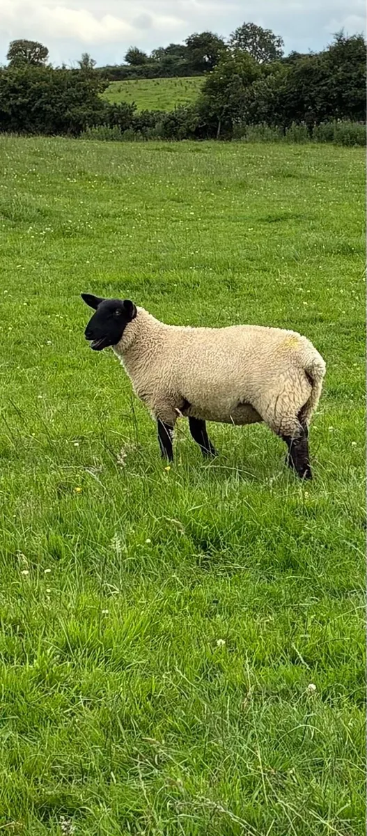 5 Super ewe lambs - Image 4