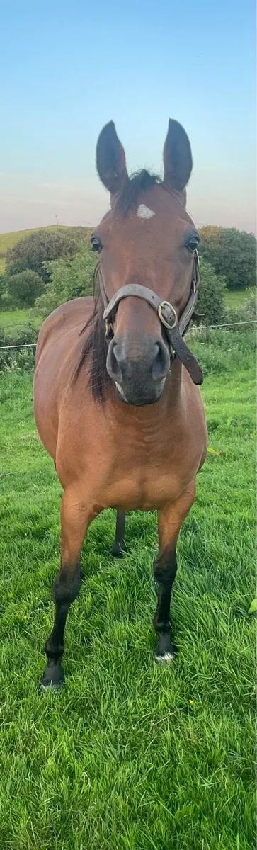 4 YO TB - Image 2