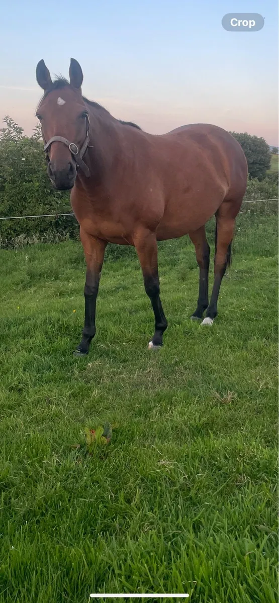 4 YO TB - Image 1