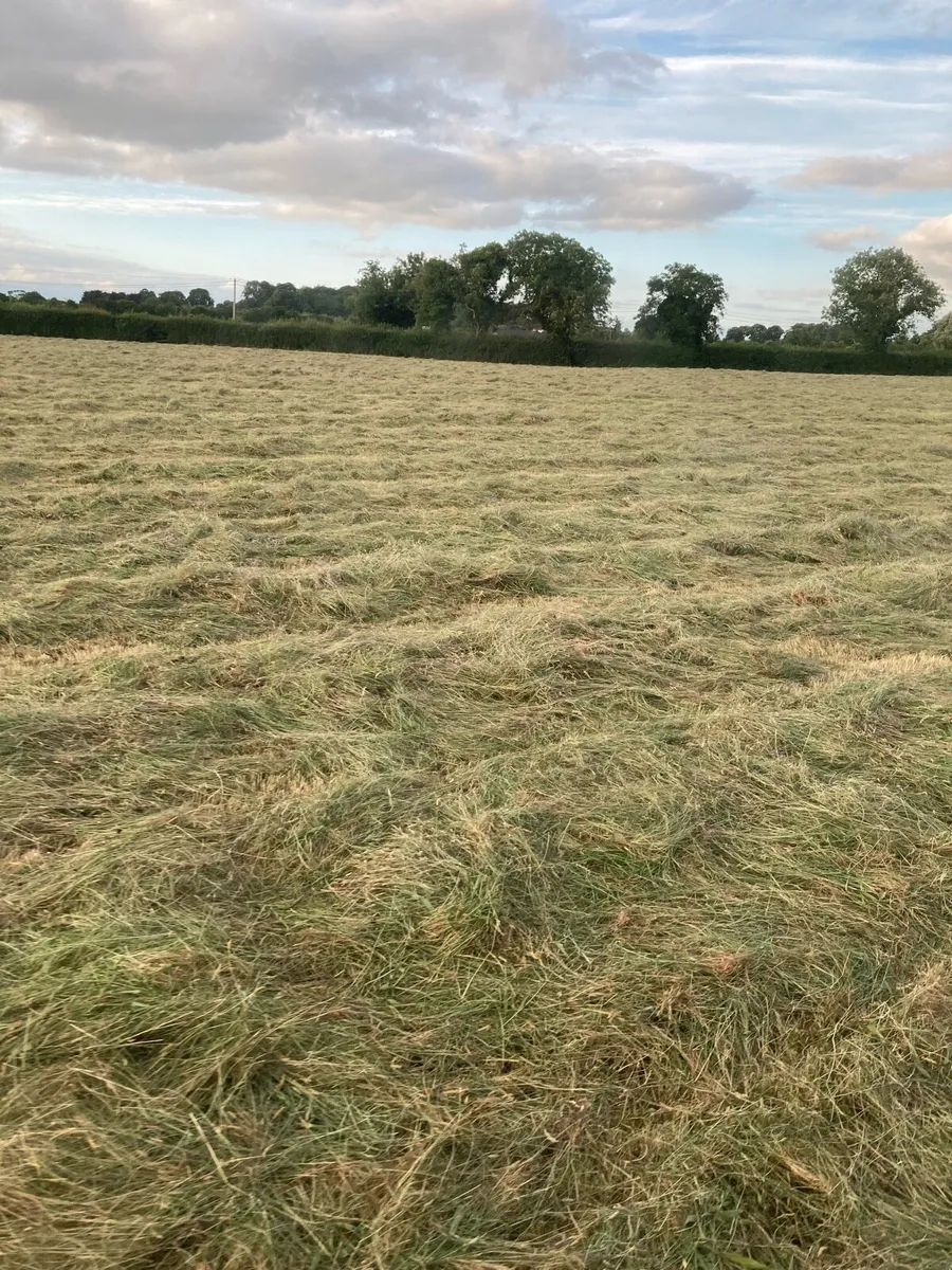 Small square bales of hay - Image 3